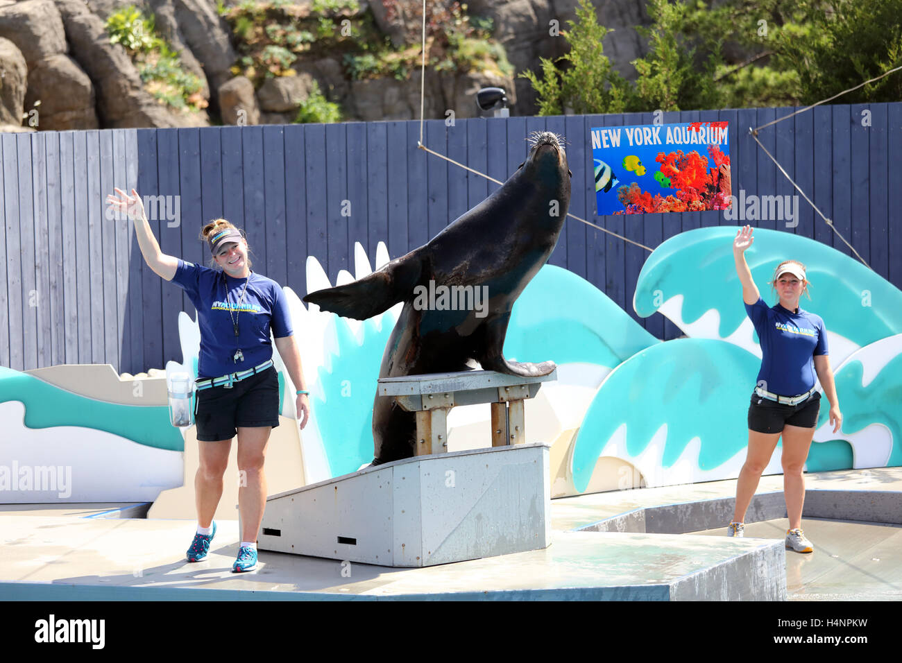 Sea lion show at NY Aquarium Coney island Brooklyn New York Stock Photo