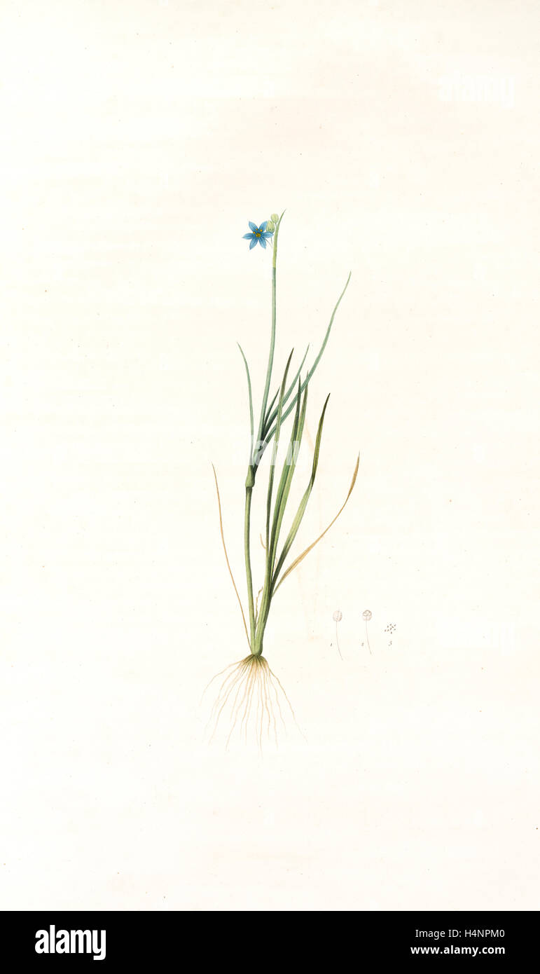 Sisyrinchium gramineum, Sisyrinchium angustifolium; Bermudienne à petites fleurs; Blue-eyed Grass, Redouté, Pierre Joseph Stock Photo