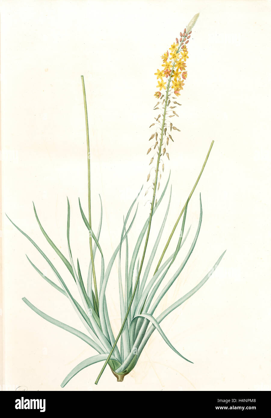 Anthericum longiscapum, Bulbine longiscapa; Anthéric à longues hampes, Redouté, Pierre Joseph, 1759-1840, les liliacees Stock Photo