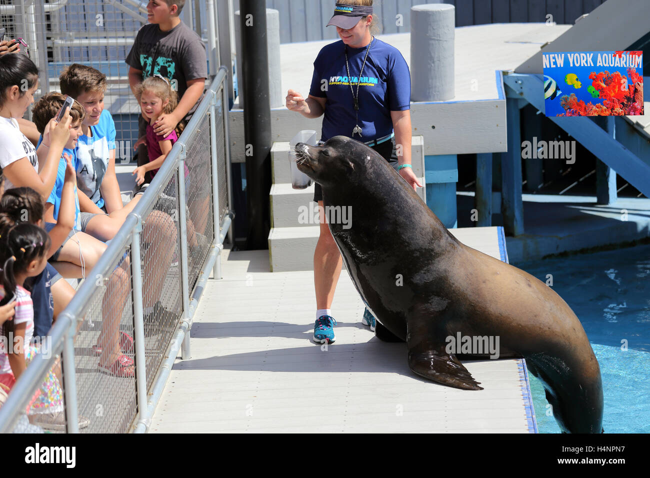 Sea lion show at NY Aquarium Coney island Brooklyn New York Stock Photo