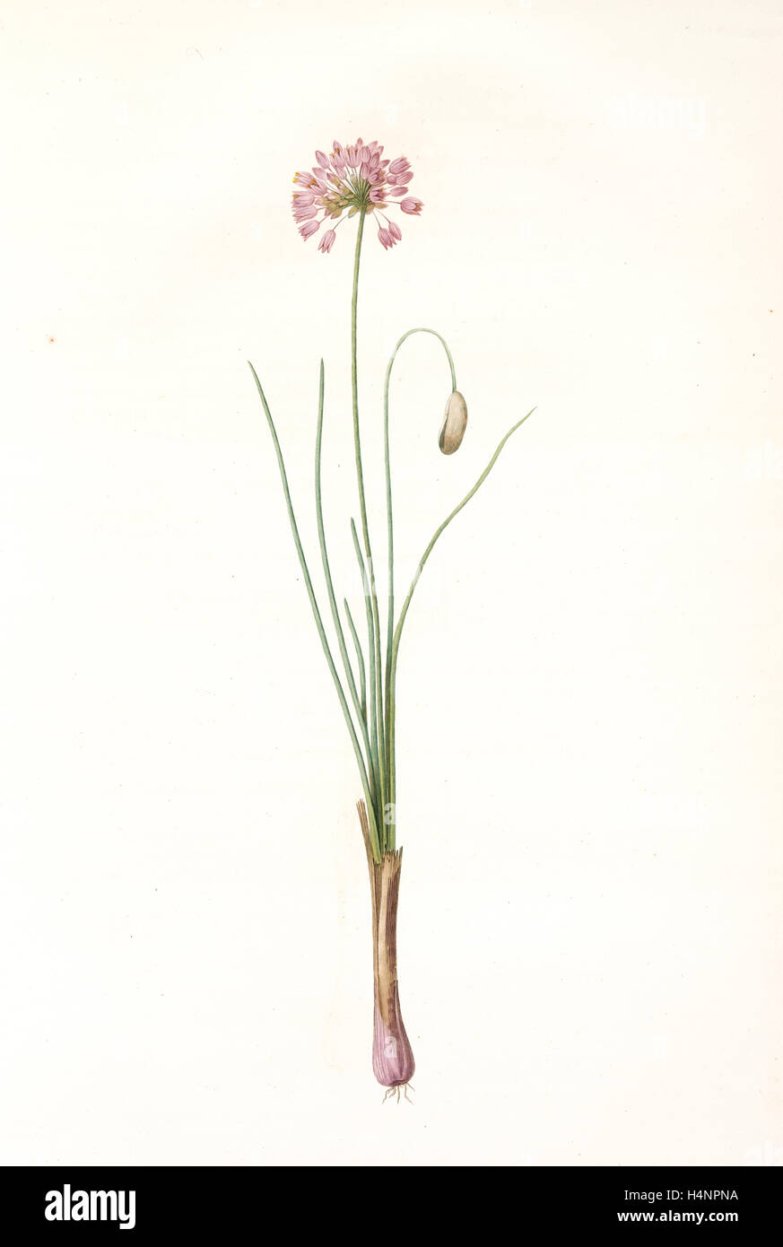 Allium bisulcum, Allium Stellerianum; Ail à deux sillons, Prairie onion, Redouté, Pierre Joseph, 1759-1840, les liliacees Stock Photo