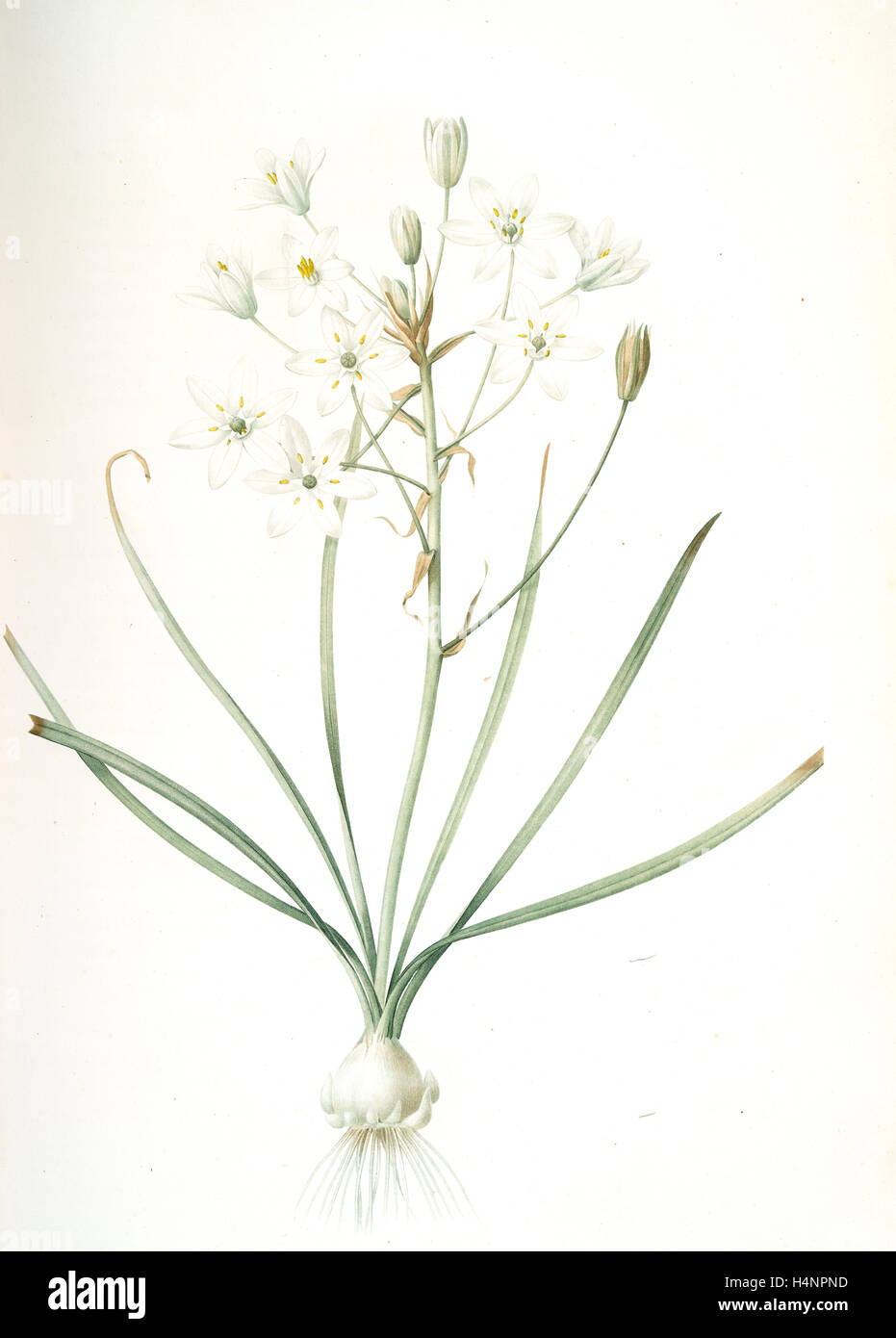 Ornithogalum umbellatum, Ornithogale en ombelle; Star of Bethlehem, Redouté, Pierre Joseph, 1759-1840, les liliacees Stock Photo