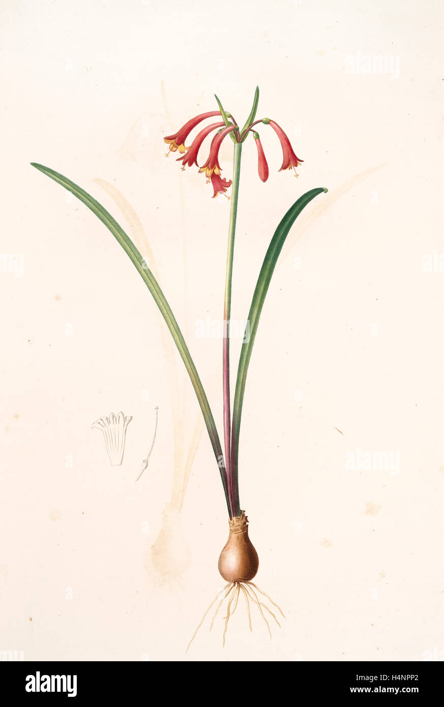 Cyrtanthus angustifolius, Cyrtanthus uniflorus; Cyrtanthe à feuilles étroites, Fire lily, Redouté, Pierre Joseph, 1759-1840 Stock Photo