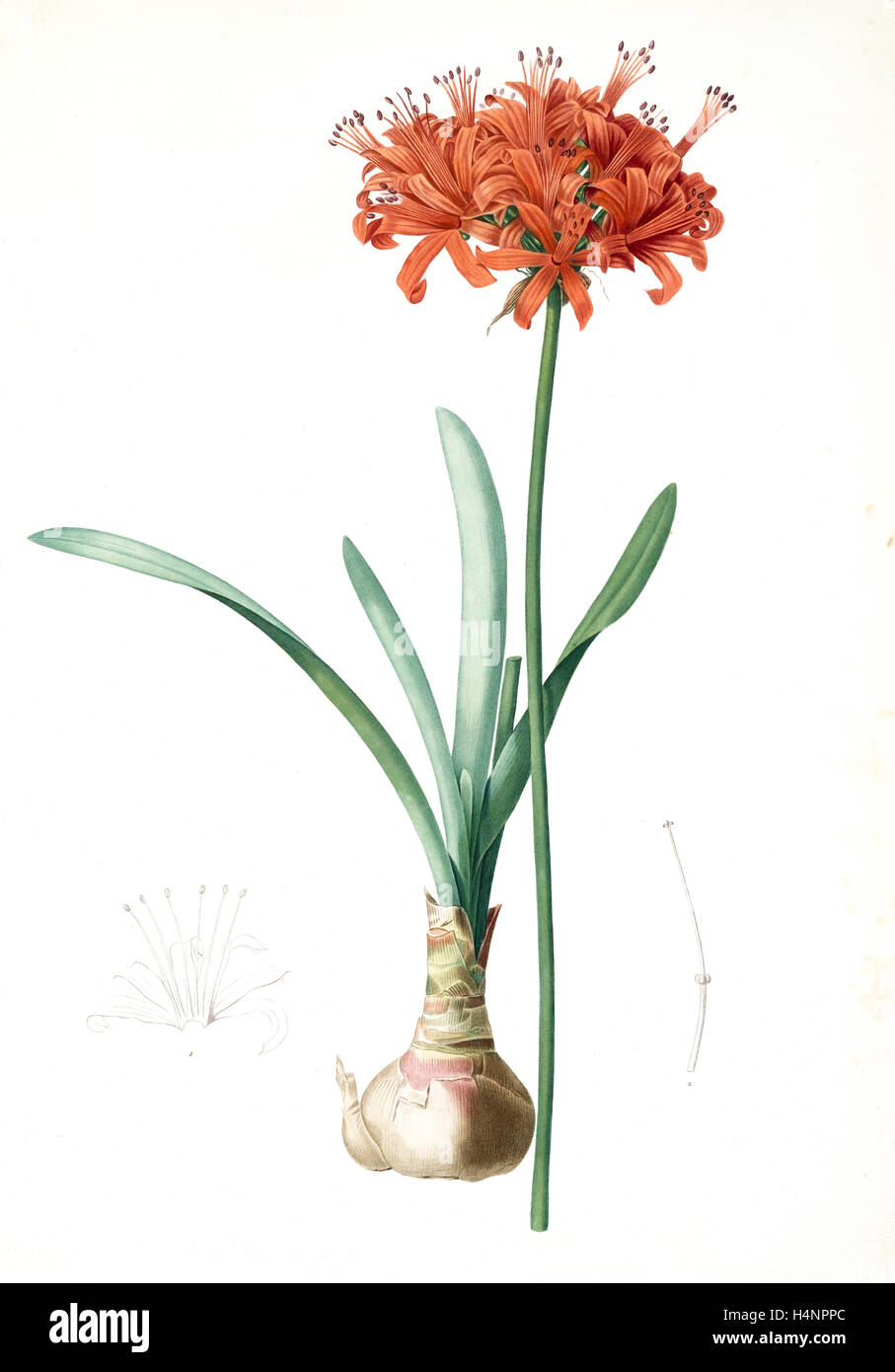 Amaryllis curvifolia, Nerine curvifolia; Amryllis, Glaucous-leaved Amrylis, Redouté, Pierre Joseph, 1759-1840, les liliacees Stock Photo