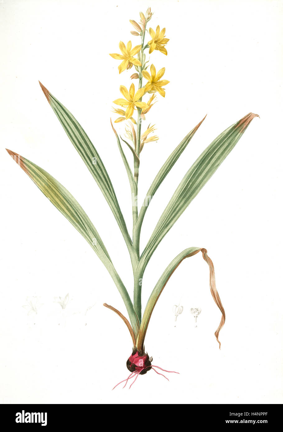 Wachendorfia thyrsiflora, Wachendorfe en thyrse, Bloodroot, Rooikanol, Redouté, Pierre Joseph, 1759-1840, les liliacees Stock Photo