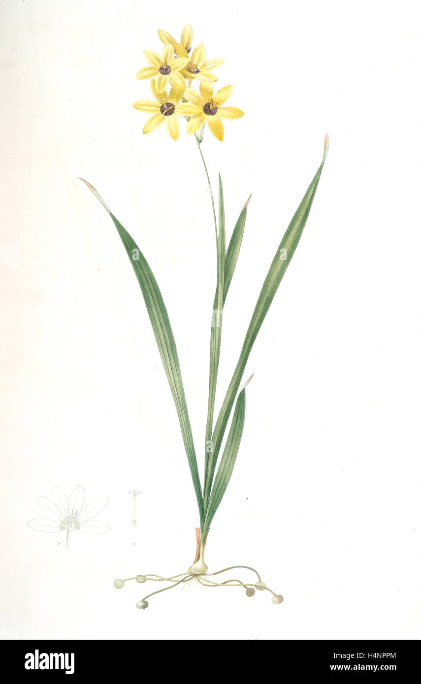 Ixia fusco-citrina, Ixia maculata; Ixia jaune et brun, African cornlily, Redouté, Pierre Joseph, 1759-1840, les liliacees Stock Photo