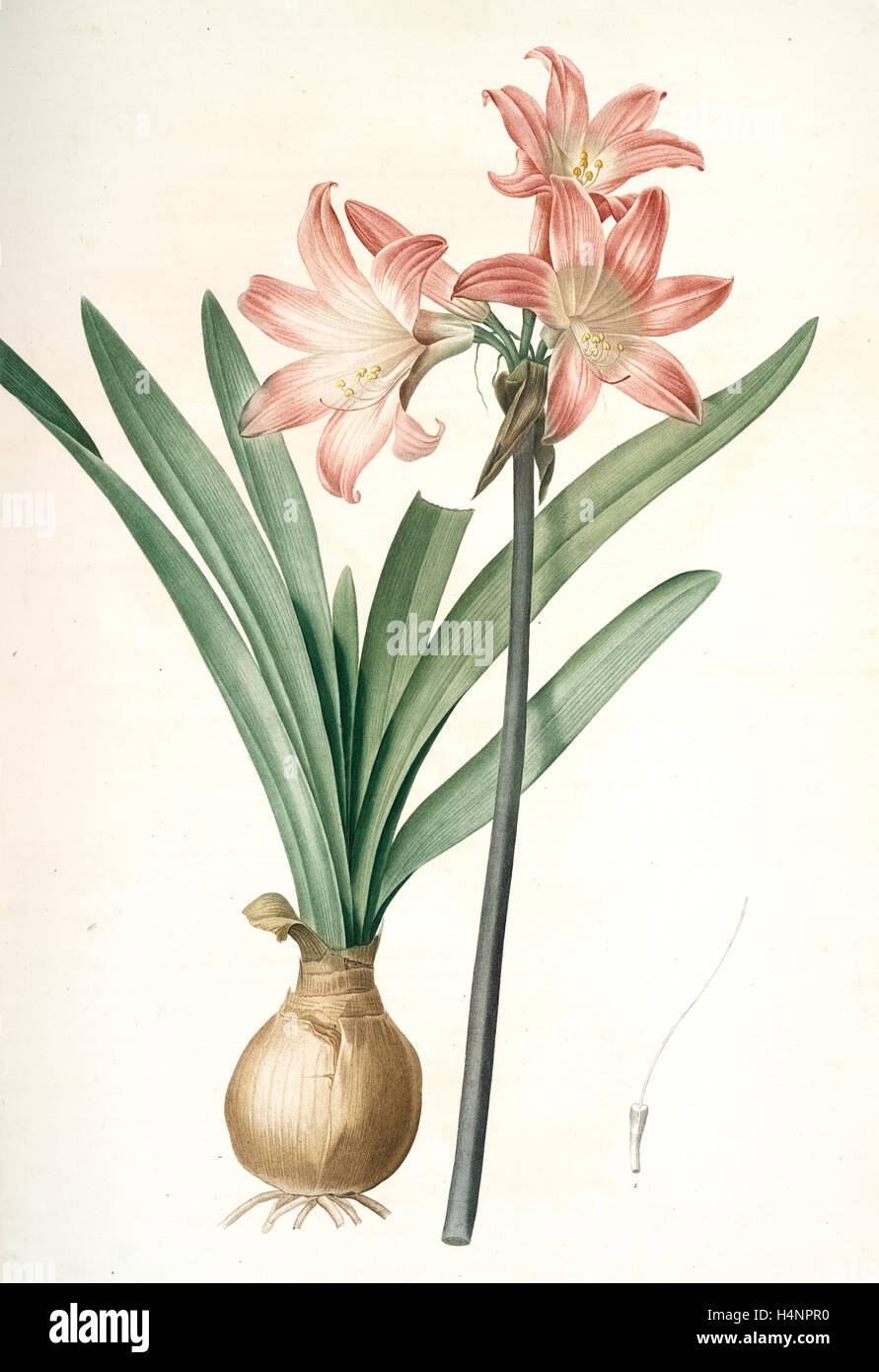 Amaryllis Belladonna, Amaryllis belladona; Amaryllis belladone; Belladonna  Lily, Jersey Lily, Redouté, Pierre Joseph, 1759-1840 Stock Photo - Alamy