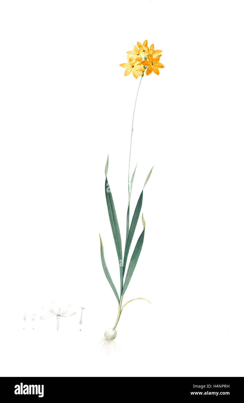 Ixia dubia, Ixia lutea; Ixea doubteuse Yellow corn flower; Kalossies, Redouté, Pierre Joseph, 1759-1840, les liliacees Stock Photo