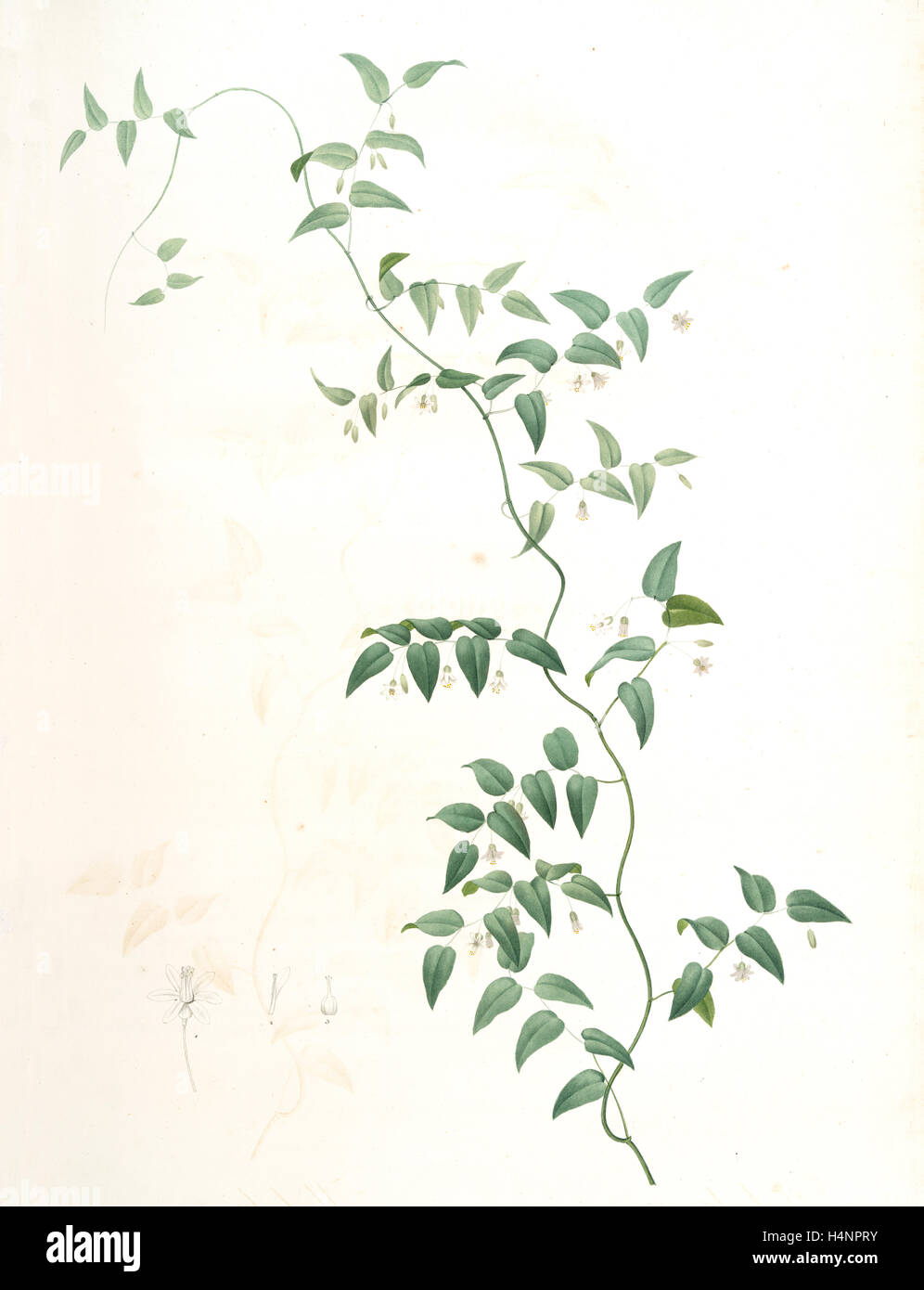 Medeola asparagoides, Asparagus asparagoides, Redouté, Pierre Joseph, 1759-1840, les liliacees, 1802 - 1816 Stock Photo