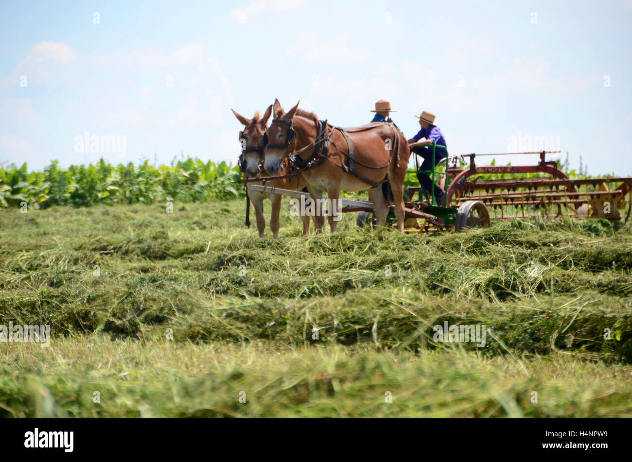 two boy amish country farmers with mules pennsylvania USA Stock Photo