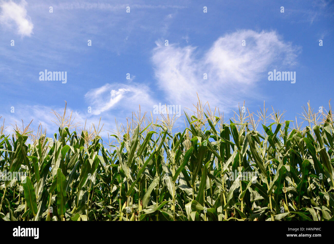 amish country pennsylvania USA sweetcorn crop field with blue sky and cirrus wispy clouds simon leigh Stock Photo