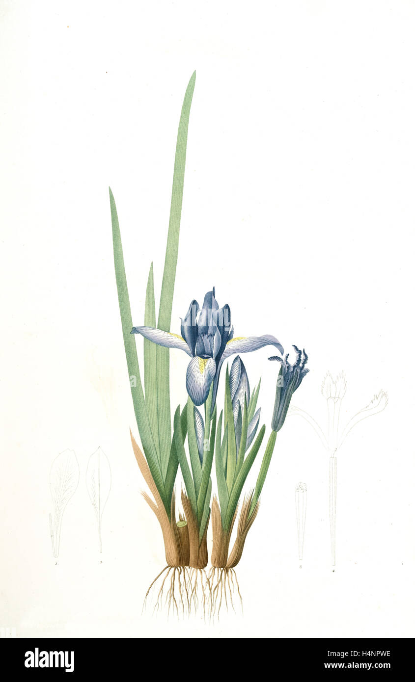 Iris triflora, Iris ensata; Iris à trois fleurs, Japanese Iris, Redouté, Pierre Joseph, 1759-1840, les liliacees, 1802 - 1816 Stock Photo