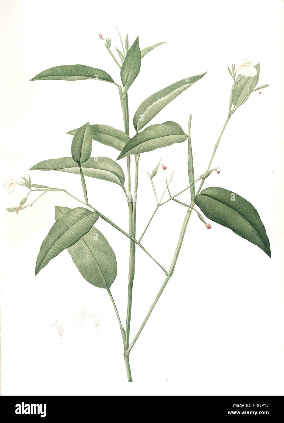 Maranta arundinacea, Maranta roseau; Arrowroot, Obedience plant, Redouté, Pierre Joseph, 1759-1840, les liliacees, 1802 - 1816 Stock Photo