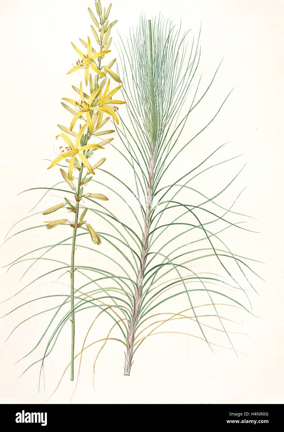 Asphodelus capillaris, Asphodeline liburnica; Asphodèle capillaire, Jacob's rod, Redouté, Pierre Joseph, 1759-1840 Stock Photo