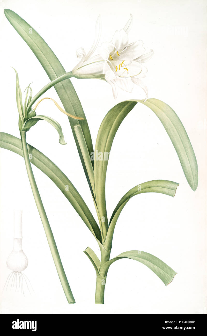 Sisyrinchium palmifolium, Eleutherine plicata; Bermudinne à feuilles plissées, Redouté, Pierre Joseph, 1759-1840, les liliacees Stock Photo