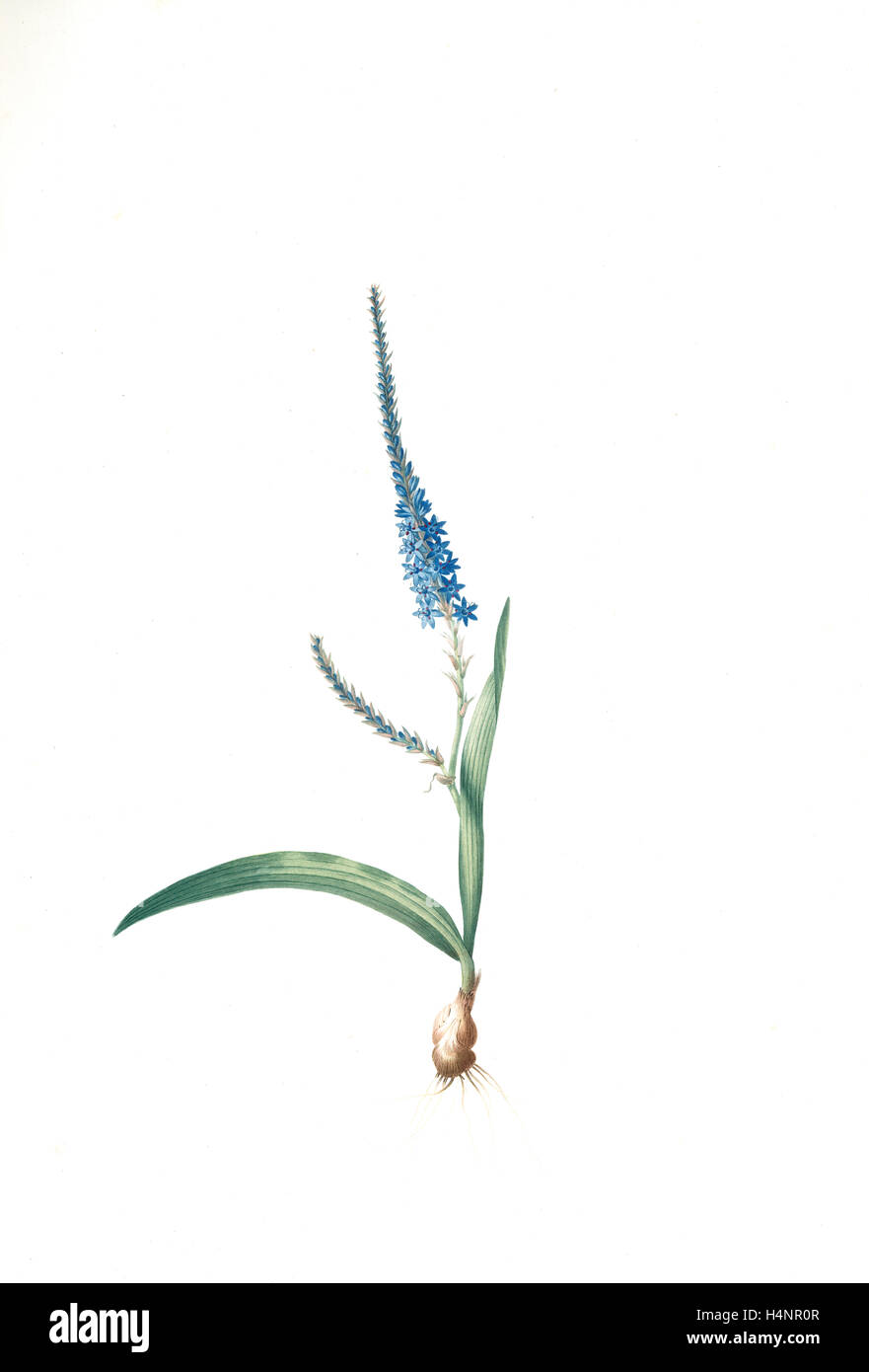 Ixia plantaginea, Micranthus plantagineus; Ixia plantain, Plantain lily, Redouté, Pierre Joseph, 1759-1840, les liliacees Stock Photo