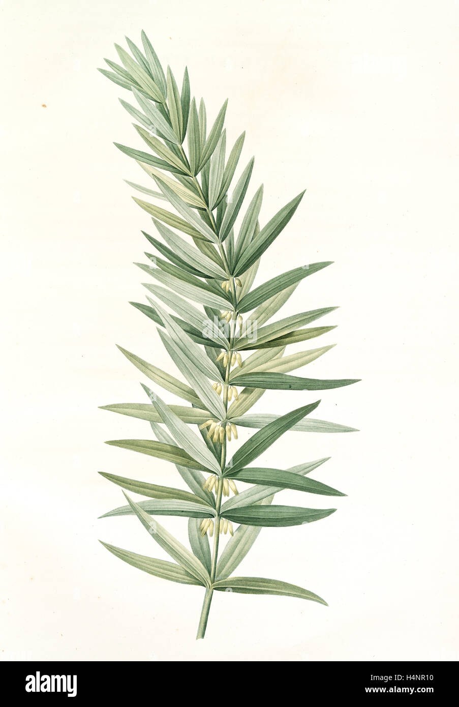 Polygonatum verticillatum, Polygonatum verticille, Whorled Solomon's seal, Redouté, Pierre Joseph, 1759-1840, les liliacees Stock Photo