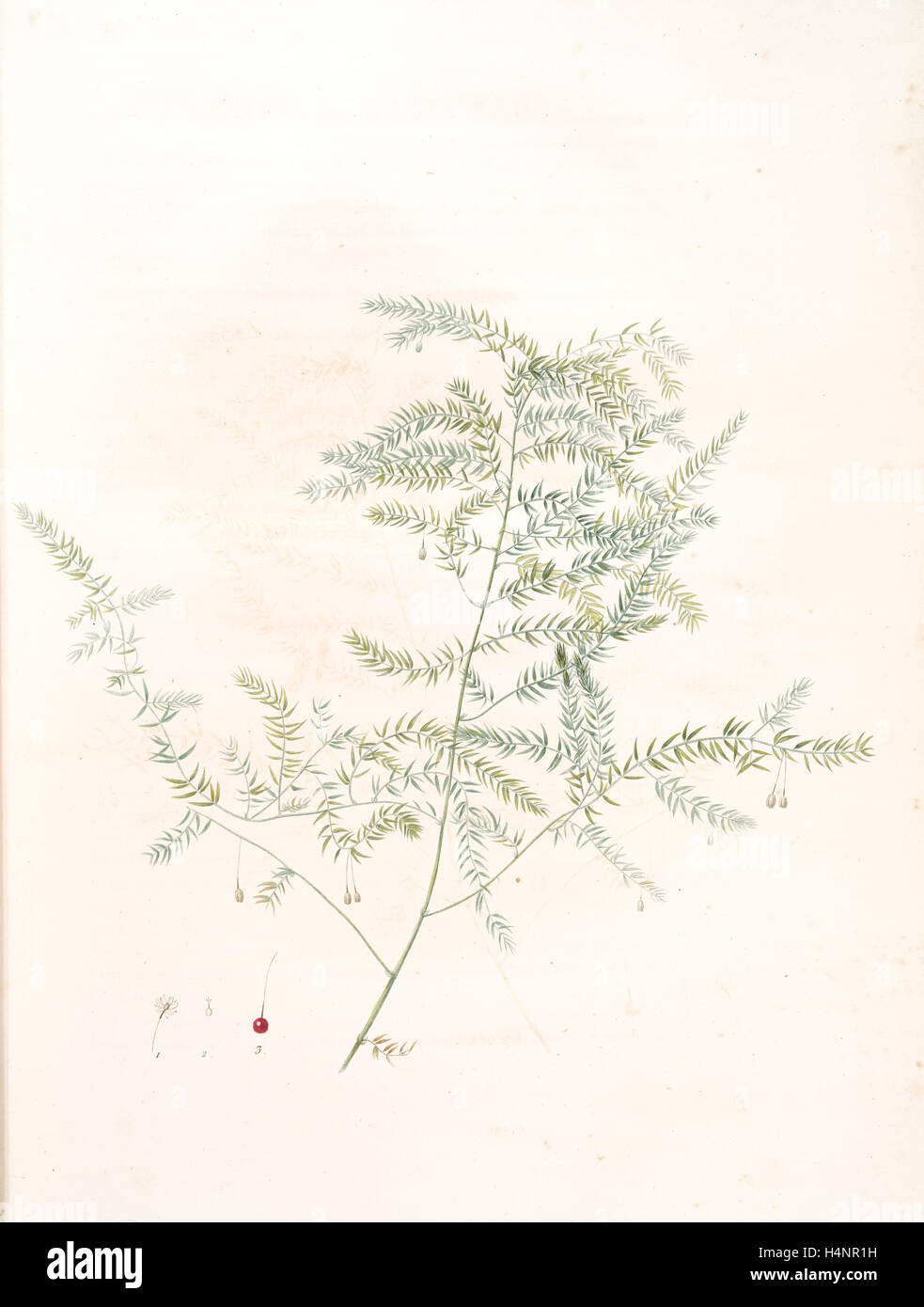 Asparagus pectinatus, Asparagus scandens; Asperge à feuilles en peigne, Redouté, Pierre Joseph, 1759-1840, les liliacees Stock Photo