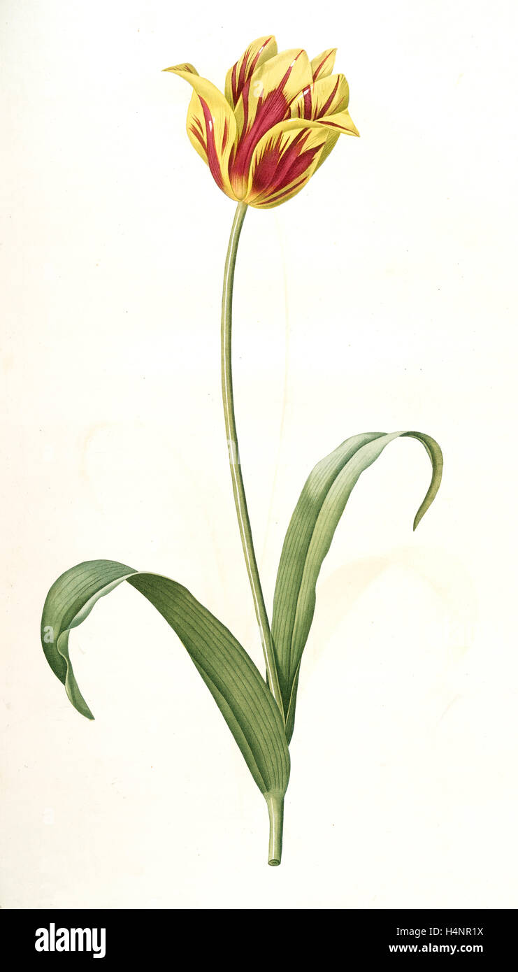 Tulipa Gesneriana var. luteo-rubra, Tulip des jardins var. jaune-rouge, Didier's Tulip, Redouté, Pierre Joseph, 1759-1840 Stock Photo