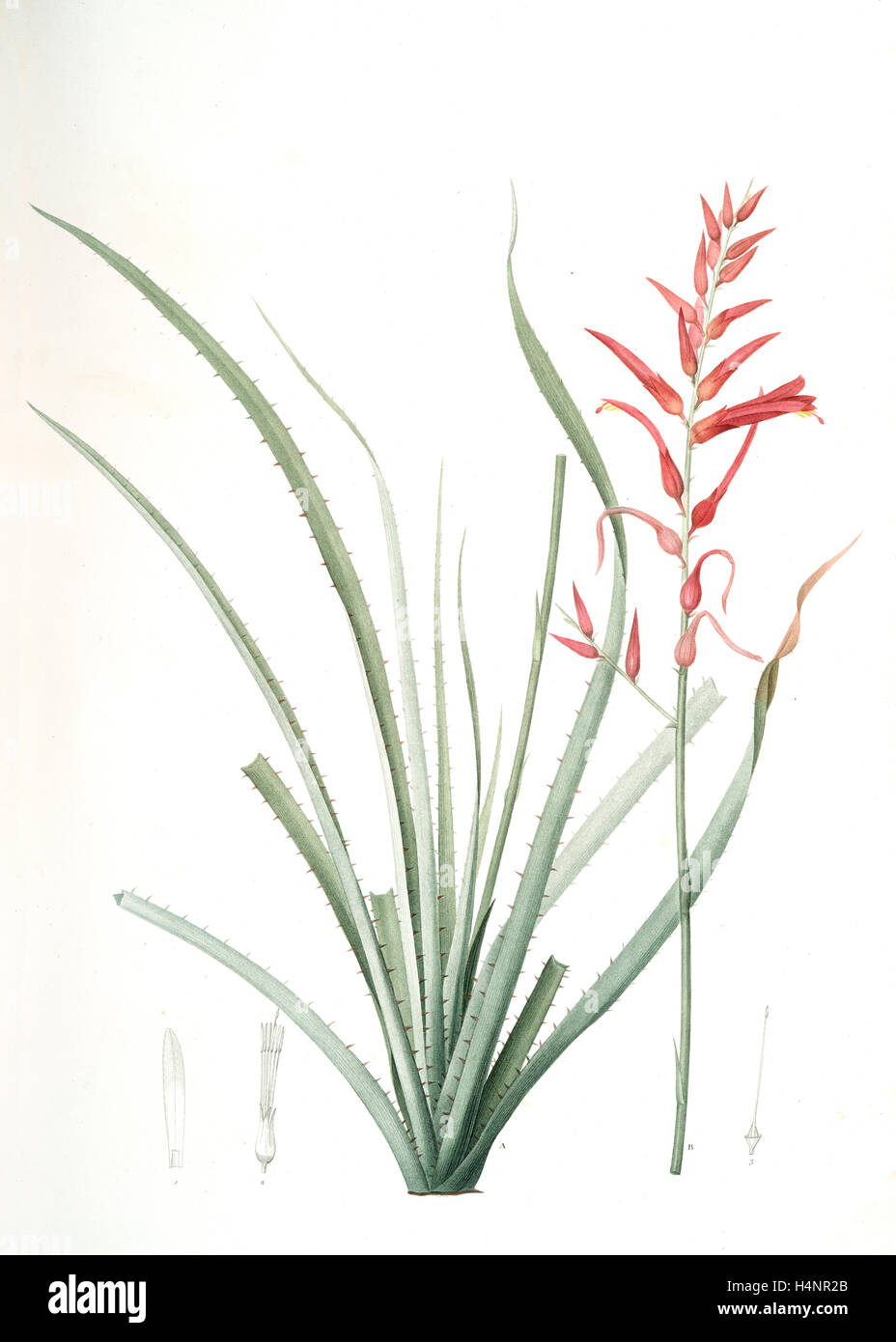 Pitcairnia angustifolia, Pitcairnia á feuille étroite, Pina cortadora, Redouté, Pierre Joseph, 1759-1840, les liliacees Stock Photo