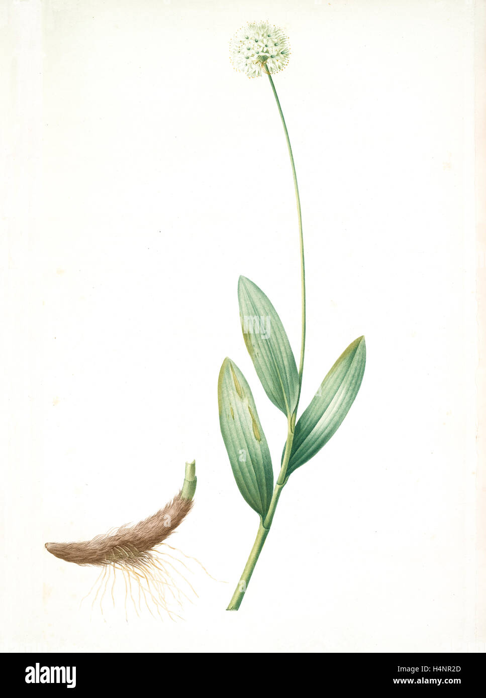 Allium victorialis, Ail victoriale, Victory onion, Redouté, Pierre Joseph, 1759-1840, les liliacees, 1802 - 1816 Stock Photo