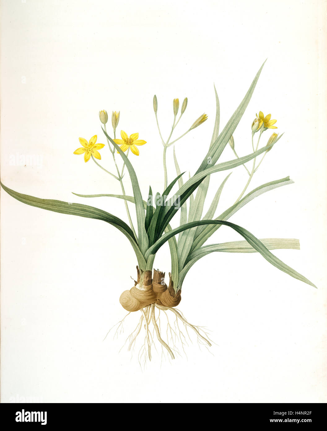 Hypoxis sobolifera, Hypoxis villosa; Hypoxis à rejetons; Star-Grass, Redouté, Pierre Joseph, 1759-1840, les liliacees Stock Photo