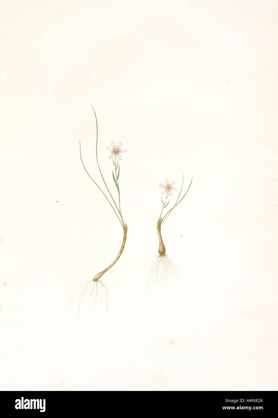 Phalangium serotinum, Lloydia serotina; Phalangère tardive Alp Lily, Redouté, Pierre Joseph, 1759-1840, les liliacees Stock Photo