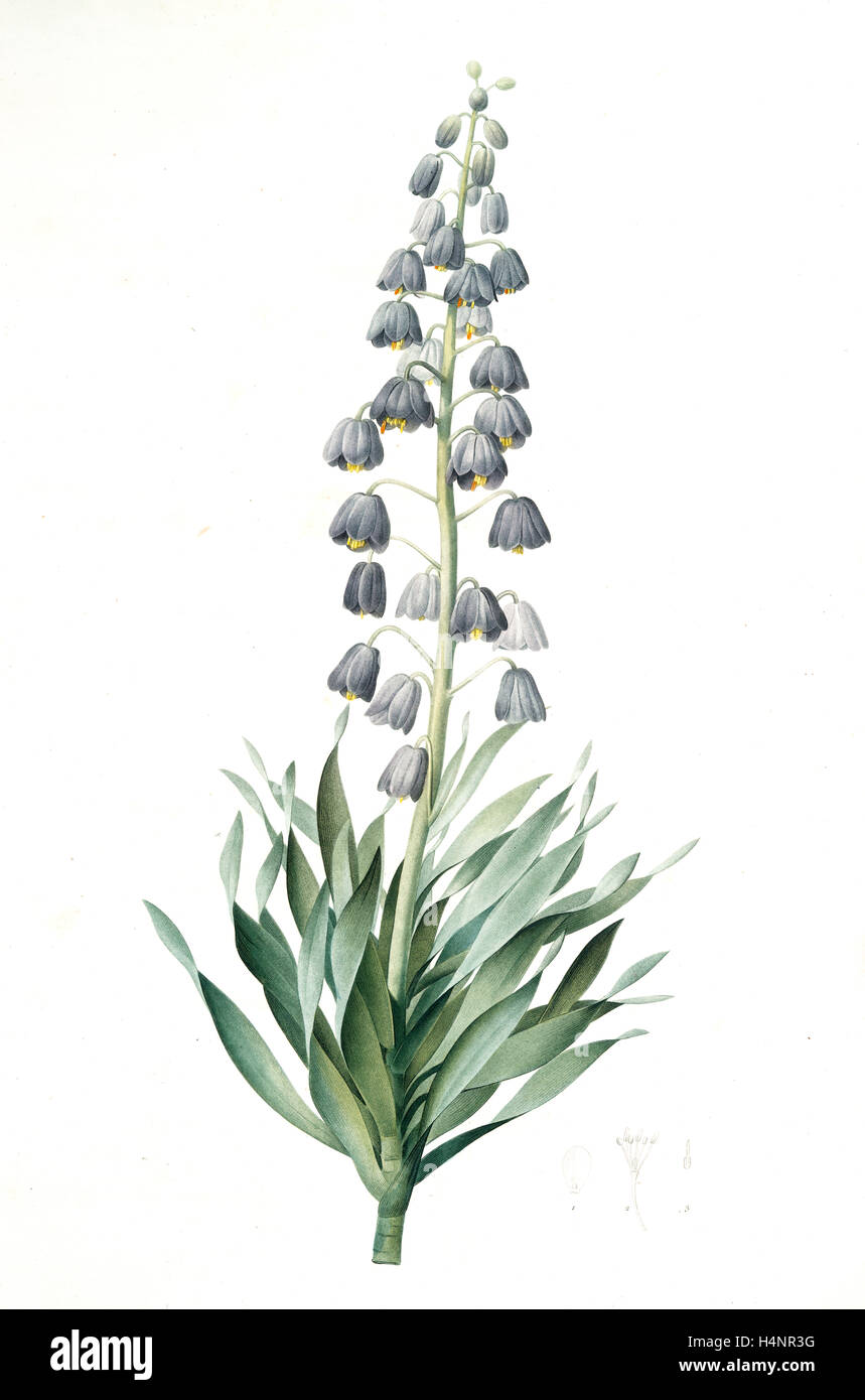 Fritillaria persica, Fritillaire de Perse; Persian Fritillary, Redouté, Pierre Joseph, 1759-1840, les liliacees, 1802 - 1816 Stock Photo
