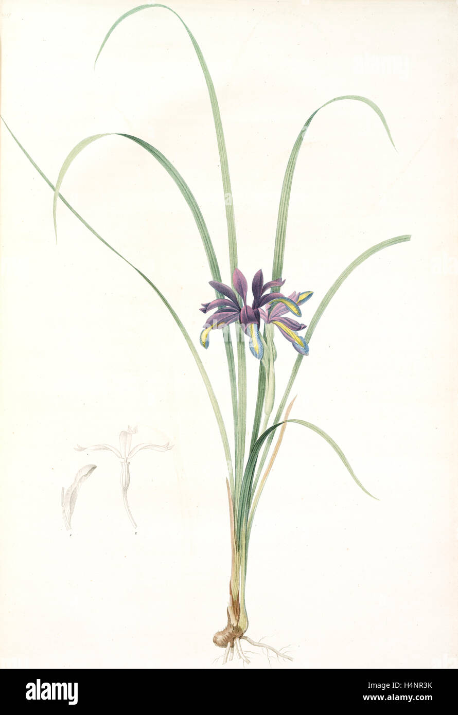 Iris graminea, Iris à feuilles de gramen, Redouté, Pierre Joseph, 1759-1840, les liliacees, 1802 - 1816 Stock Photo