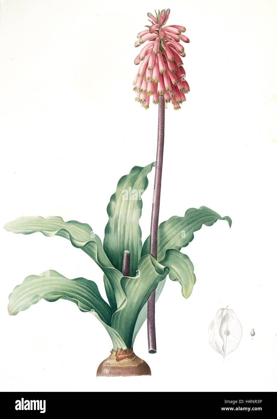 Veltheimia capensis, Veltheimia viridifolia, Green-leaved Forest Lily, Redouté, Pierre Joseph, 1759-1840, les liliacees Stock Photo