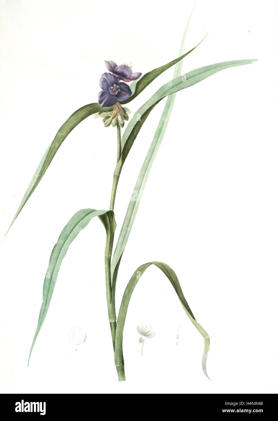 Tradescantia virginica, Tradescantia virginica; Ephémérine de Virginie, Transitory of Virginia; Spiderwort, Redouté Stock Photo