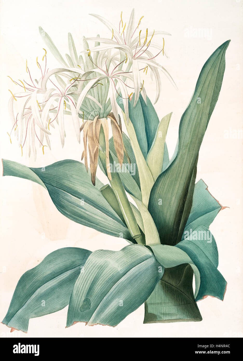 Crinum asiaticum, Crinum d'Asie, Poison bulb, Redouté, Pierre Joseph, 1759-1840, les liliacees, 1802 - 1816 Stock Photo