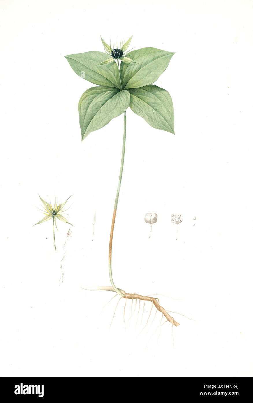 Paris quadrifolia, Parisette à quartre feuilles; Herb Paris, True-Love, or One-Berry, Redouté, Pierre Joseph, 1759-1840 Stock Photo