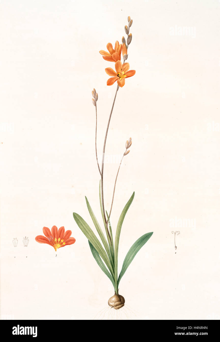 Ixia crocata, Tritonia crocata; Ixia safranée; Blazing Star, Saffron-colored Ixia, Redouté, Pierre Joseph, 1759-1840 Stock Photo