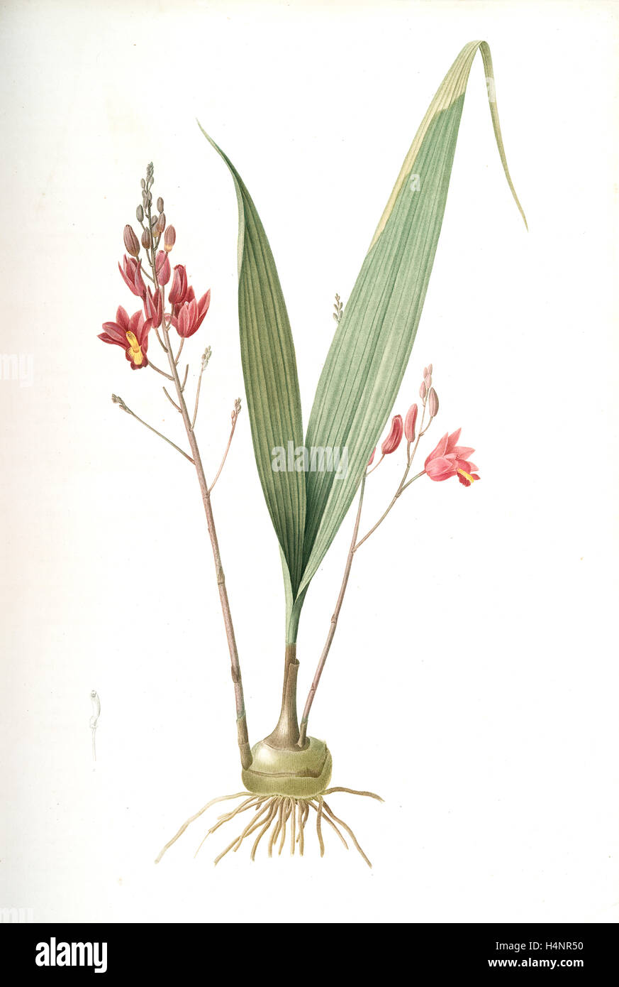 Limodorum purpureum, Bletia verecunda; Limodore pourpre, Pine pink, Redouté, Pierre Joseph, 1759-1840, les liliacees Stock Photo