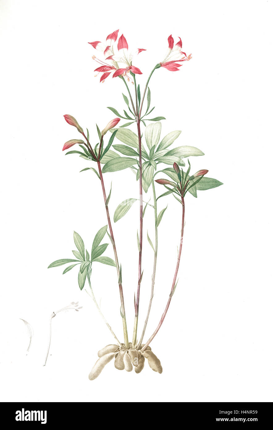 Alstroemeria, Alstroemeria Ligtu; Inca Lily, Peruvian Lily; St Martin's Flower, Redouté, Pierre Joseph, 1759-1840, les liliacees Stock Photo