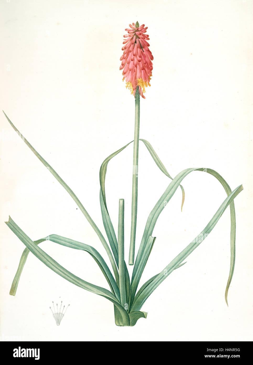 Tritoma media, Kniphofia sarmentosa; Tritoma intermédiaire, Glaucous-leaved Tritoma, Redouté, Pierre Joseph, 1759-1840 Stock Photo