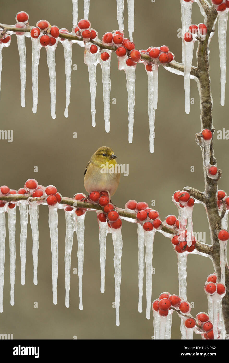 American Goldfinch (Carduelis tristis), adult in winter plumage perched on icy branch of Possum Haw Holly (Ilex decidua),Texas Stock Photo
