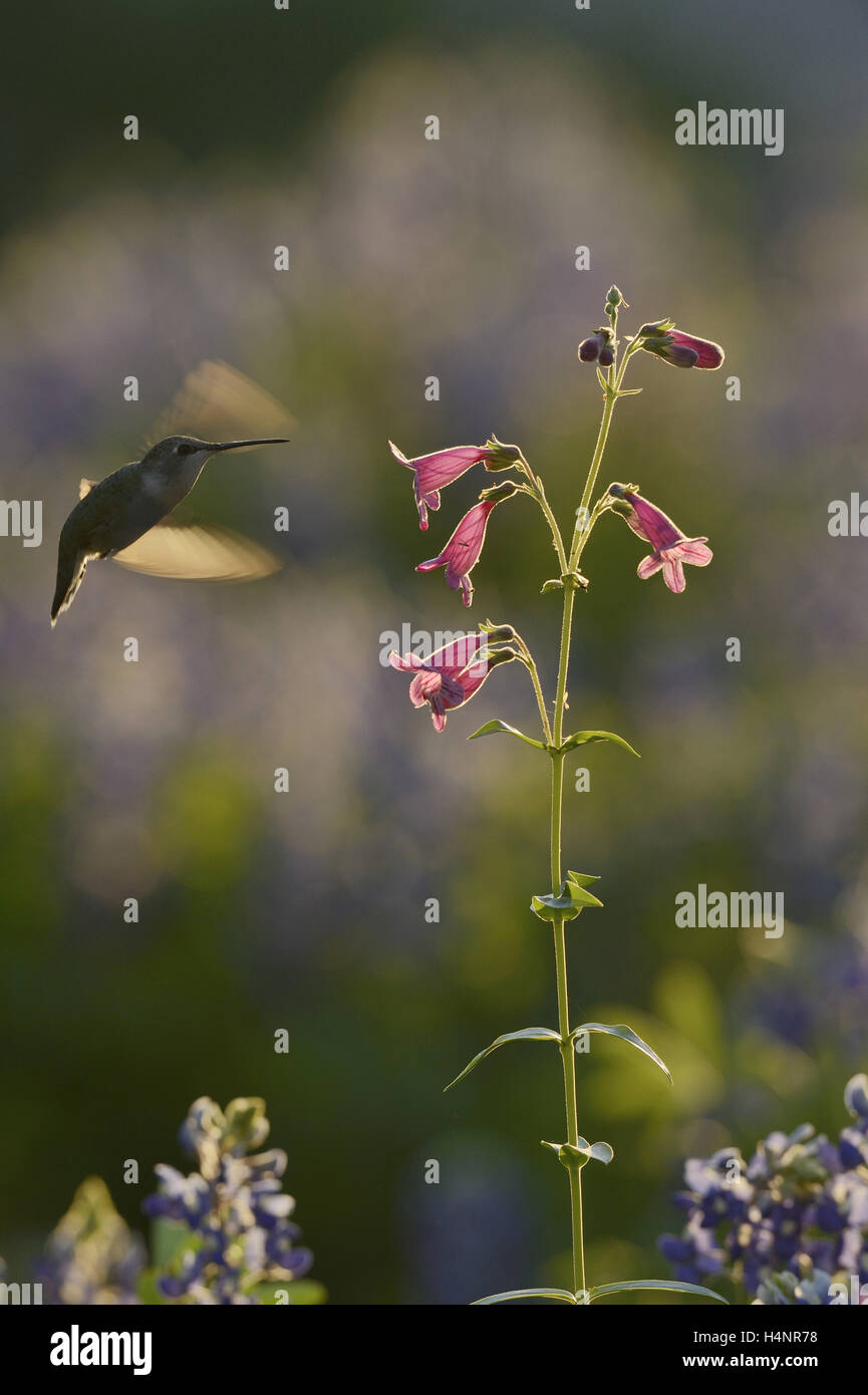 Black-chinned Hummingbird (Archilochus alexandri), adult female feeding on blooming Hill Country penstemon, Texas Stock Photo