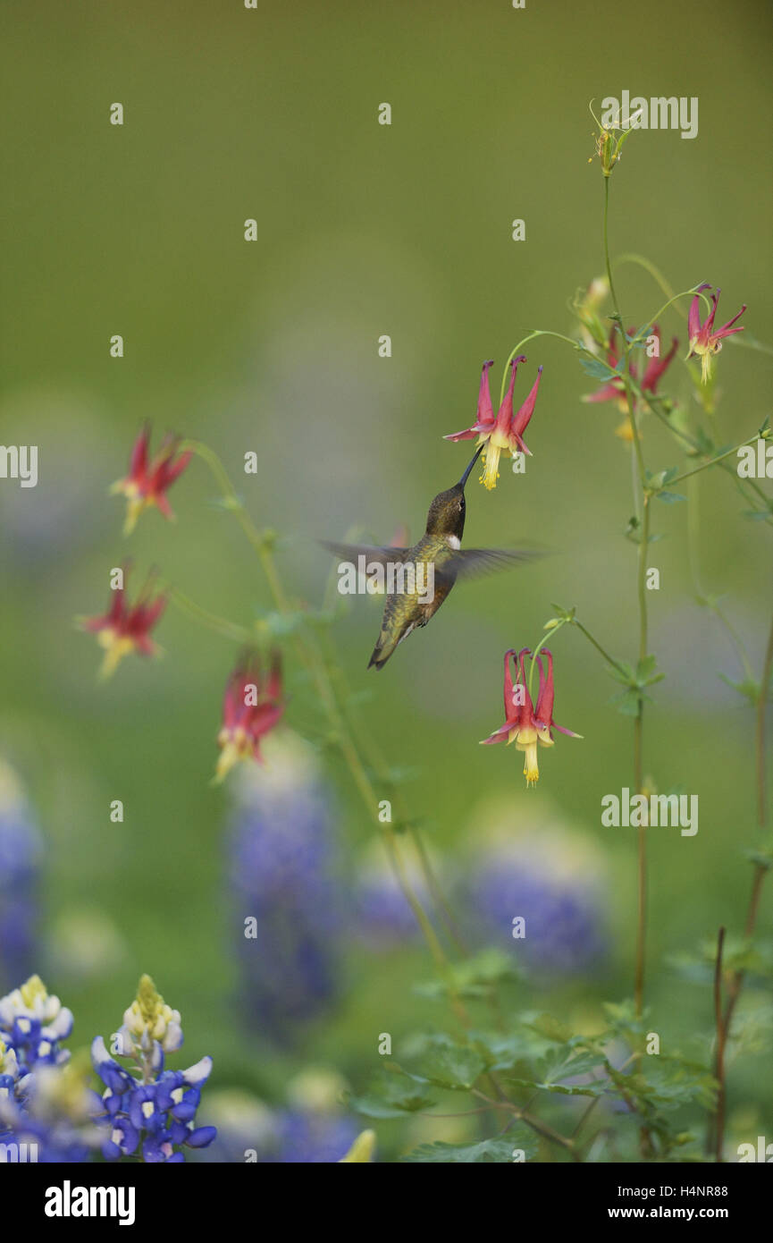 Aquilegia Songbird Blue Bird Columbine High Resolution Stock Photography And Images Alamy Aquilegia Songbird Blue Bird Columbine High Resolution Stock Photography And Images Alamy