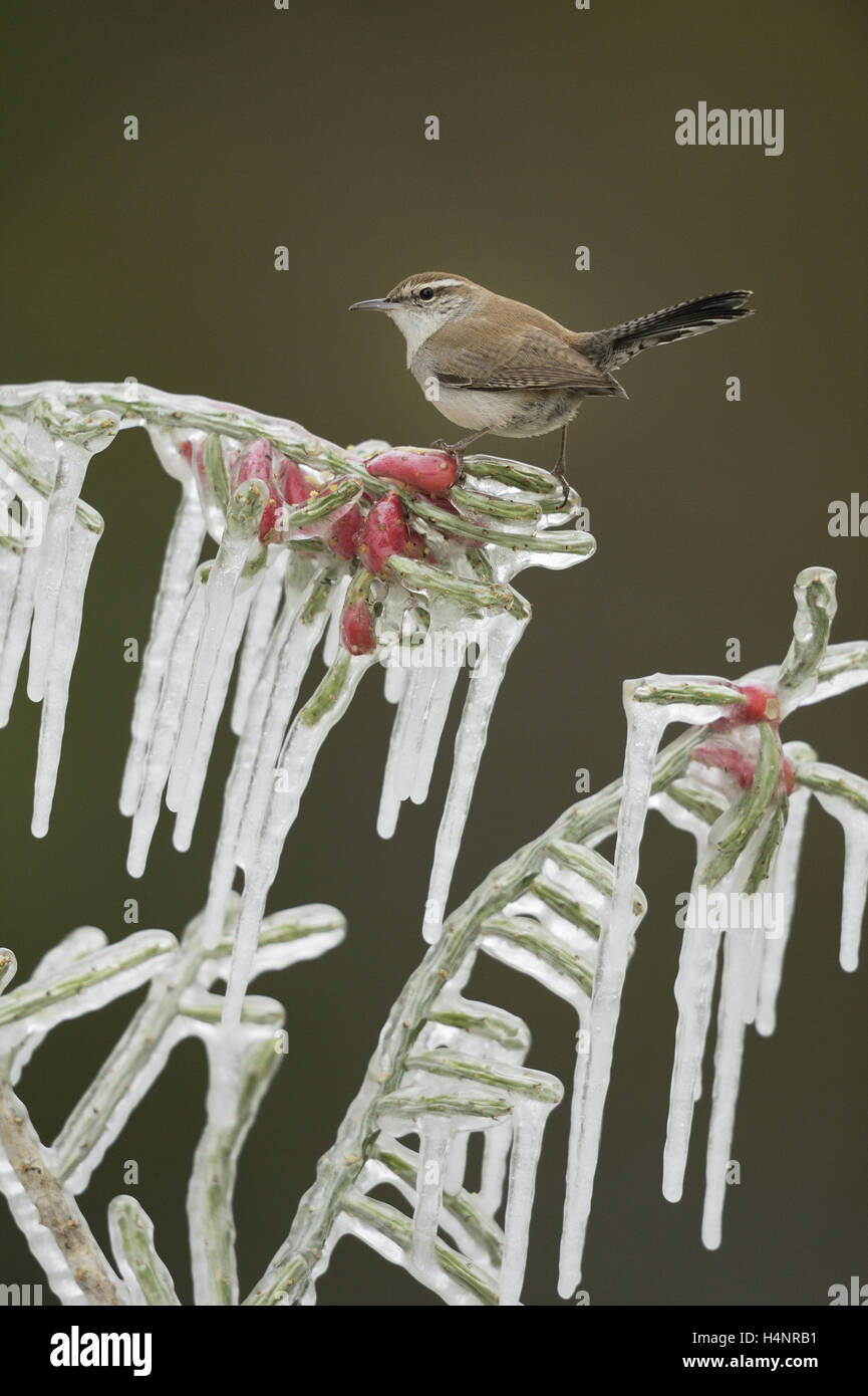 Bewick's Wren (Thryomanes bewickii), adult perched on icy branch of Christmas cholla (Cylindropuntia leptocaulis), Texas Stock Photo