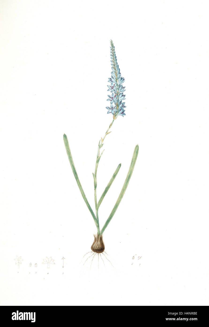 Ixia cepacea, Ixia à feuilles d'oignon, Redouté, Pierre Joseph, 1759-1840, les liliacees, 1802 - 1816 Stock Photo