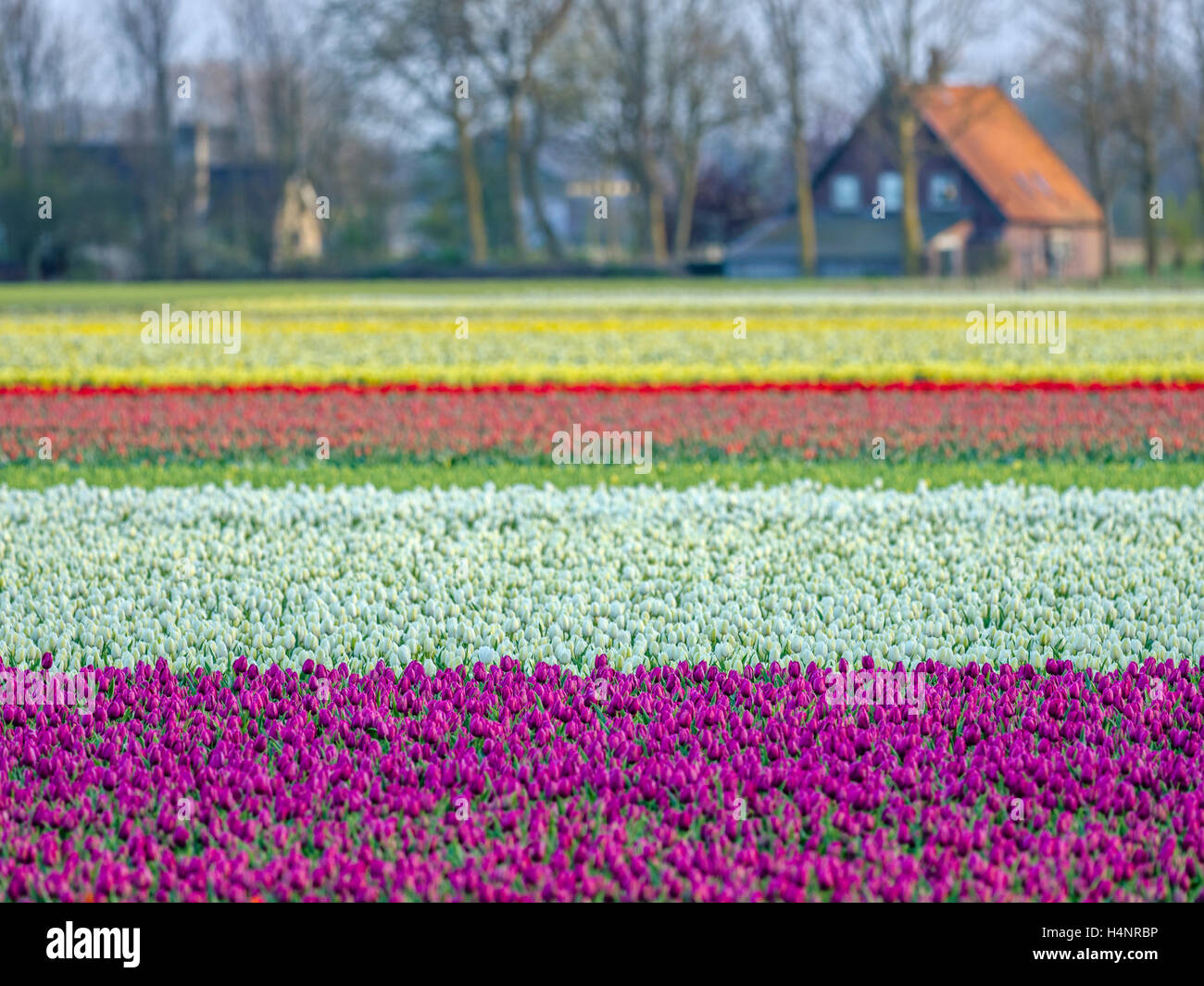 Tulip fields in the Netherlands Stock Photo - Alamy