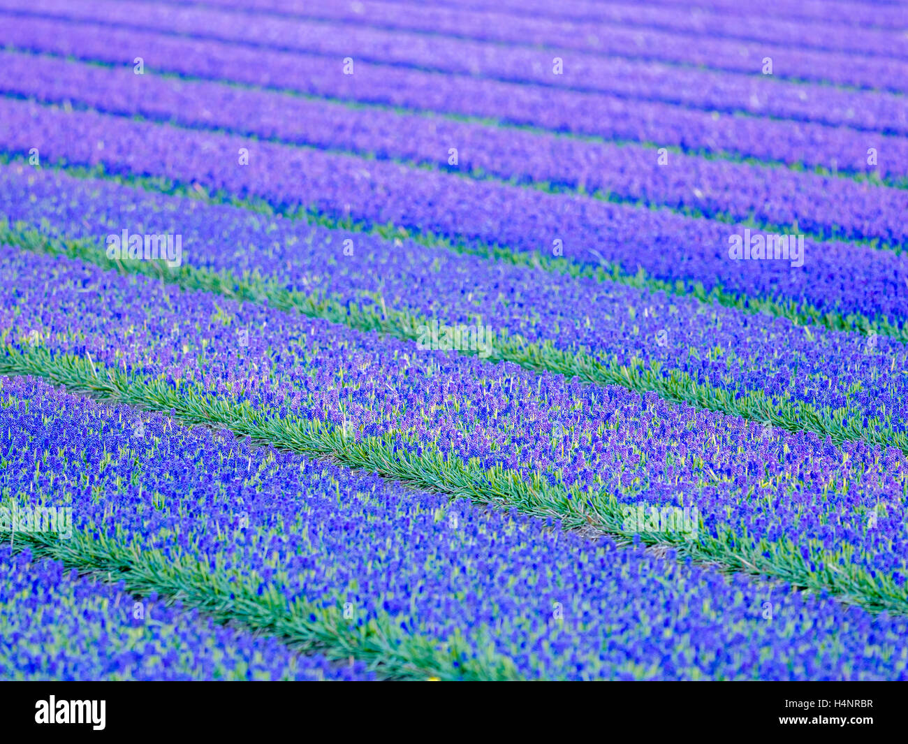 Tulip fields in the Netherlands Stock Photo - Alamy