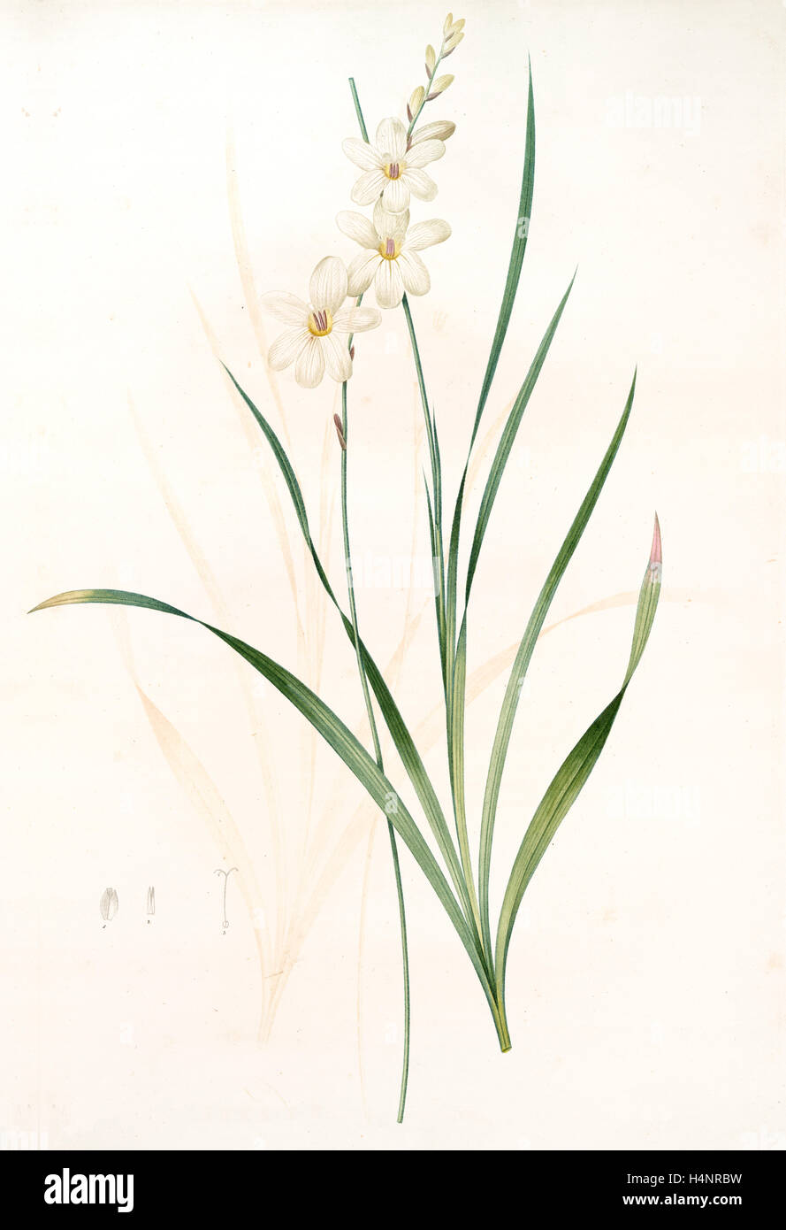 Gladiolus lineatus, Tritonia lineata; Glaïeul rayé, Redouté, Pierre Joseph, 1759-1840, les liliacees, 1802 - 1816 Stock Photo