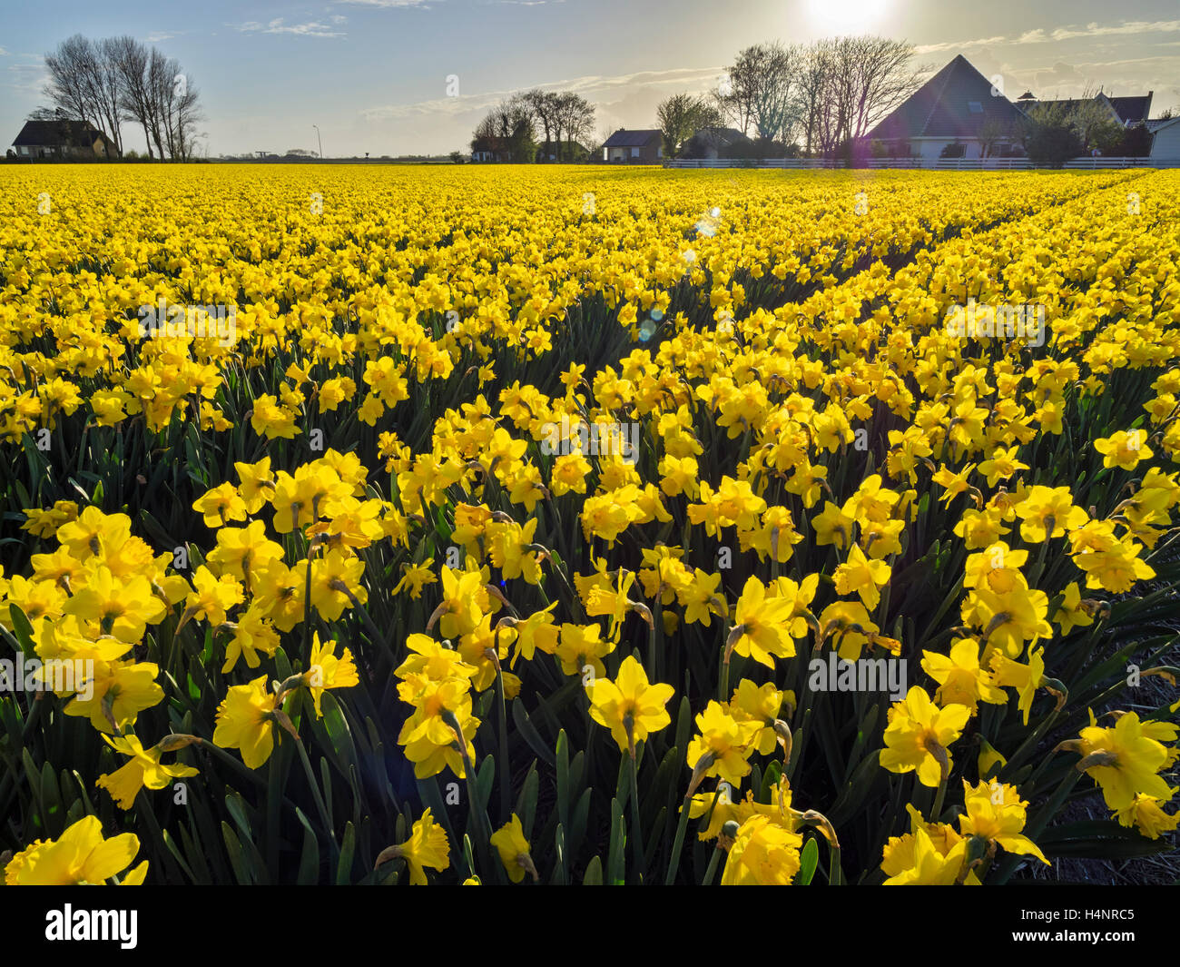 Tulip fields in the Netherlands Stock Photo - Alamy