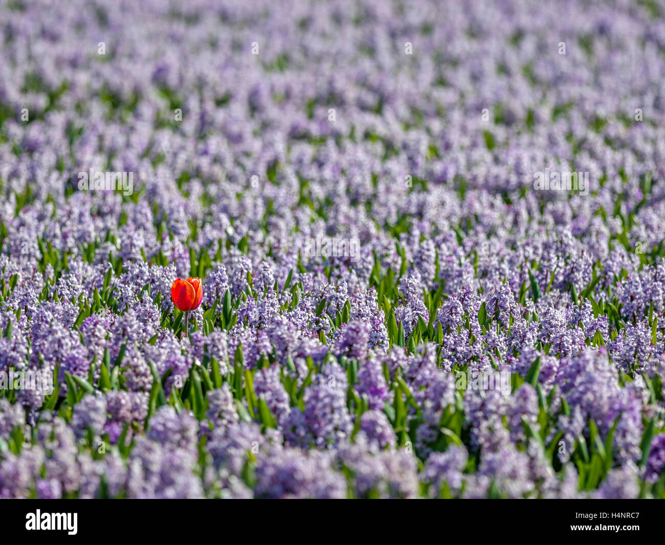 Tulip fields in the Netherlands Stock Photo - Alamy