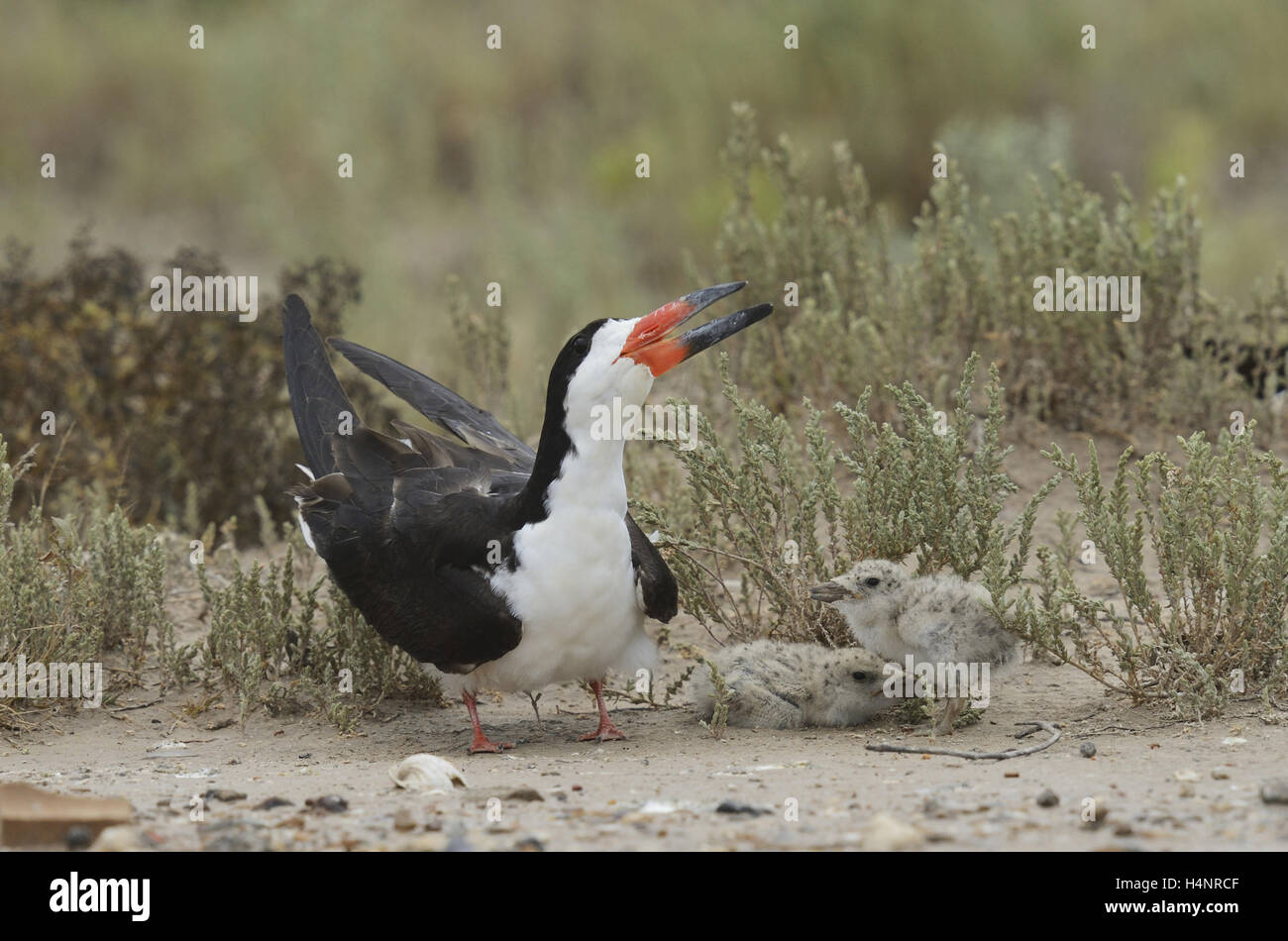 Black Skimmer (Rynchops niger), adult with young, Port Isabel, Laguna Madre, South Padre Island, Texas, USA Stock Photo