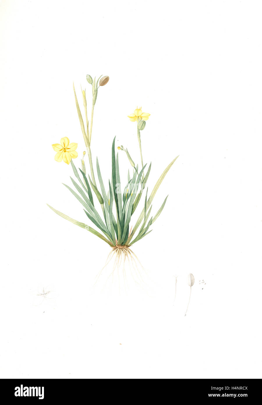 Sisyrinchium convolutum, Bermudienne roulée, Eyed Grass, Yellow, Redouté, Pierre Joseph, 1759-1840, les liliacees, 1802 - 1816 Stock Photo
