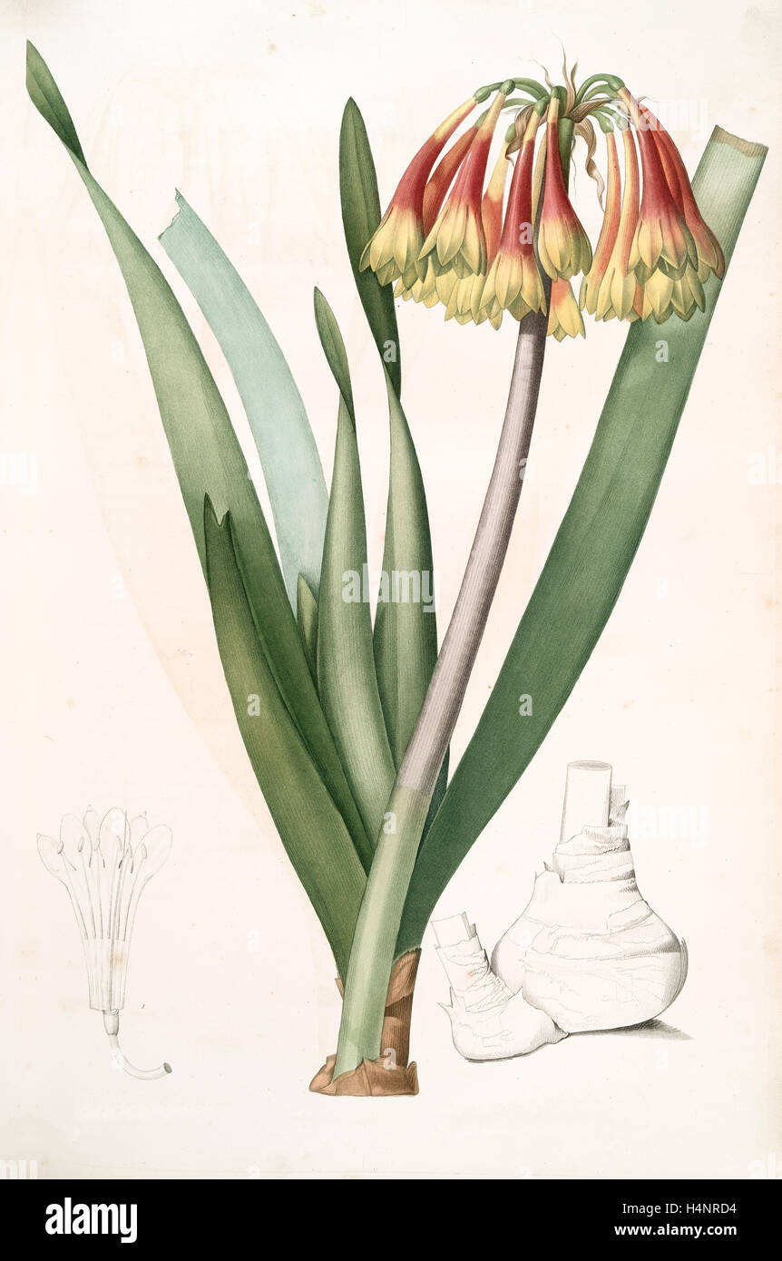 Cyrtanthus obliquus, Cyrtanthe oblique, Fire-Lily, Redouté, Pierre Joseph, 1759-1840, les liliacees, 1802 - 1816 Stock Photo